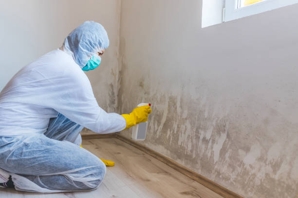 Black mold inspection in Lynnfield